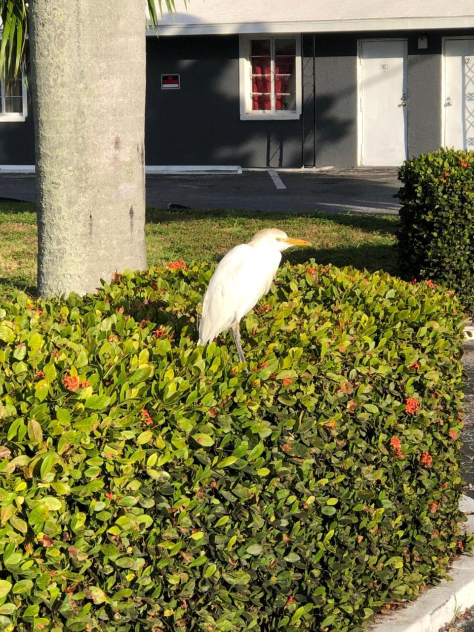 Bay Breeze Inn Bradenton Downtown Kültér fotó